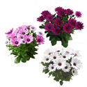 Afbeelding van Osteospermum P12 Divers